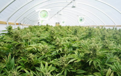 Why Staying Informed of the Market Benefits your New Cannabis Business