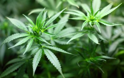 What You Need to Consider for Your New Cannabis Business