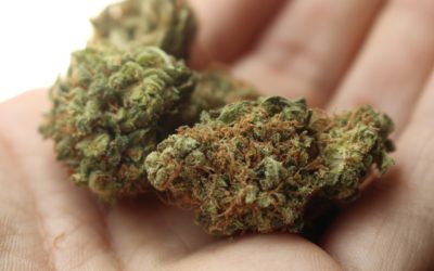 What You Need to Consider in a Production Management Solution for Your New Cannabis Business